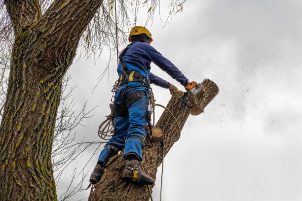 Tree Health Inspection